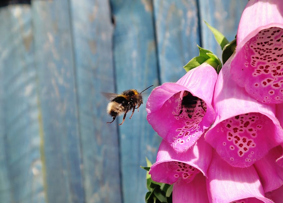 bee, insect, pink, flower, nature, flowering plant, plant, petal, animal wildlife, animal