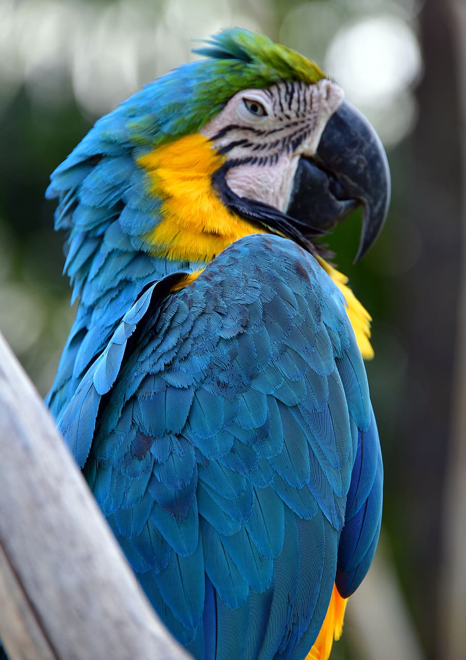 parrot, macaw, bird, colorful, animal, nature, exotic, plumage, feather, wildlife