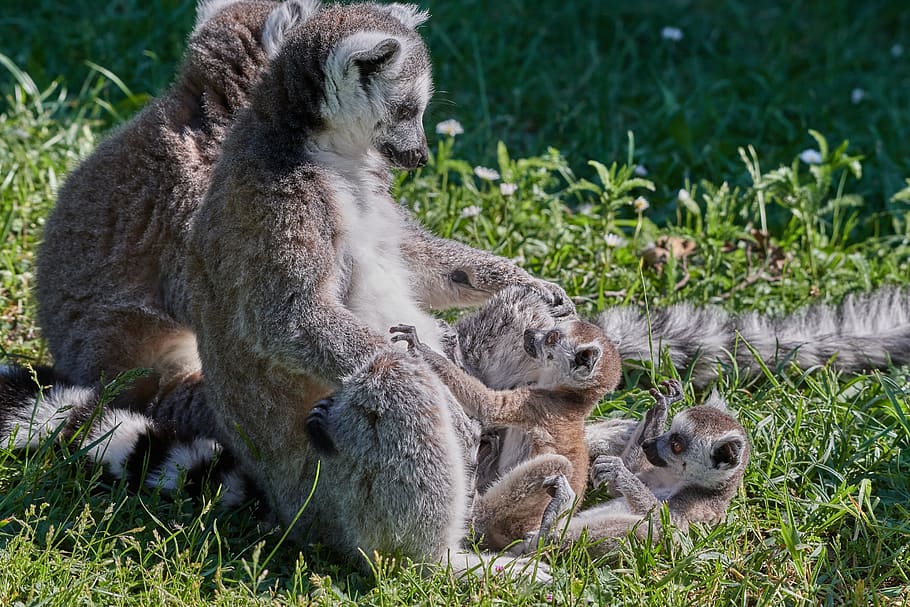 lemur, ape, young animal, mother, madagascar, ring tailed lemur, lemur catta, cute, animal wildlife, group of animals