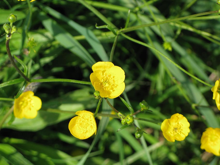buttercup, yellow, meadow, summer, blossom, bloom, nature, wild flower, plant, growth