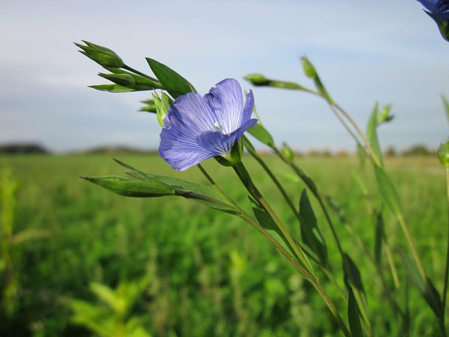 blue, malva flower, selective, focus photography, linum usitatissimum, flax, common flax, linseed, wildflower, flora