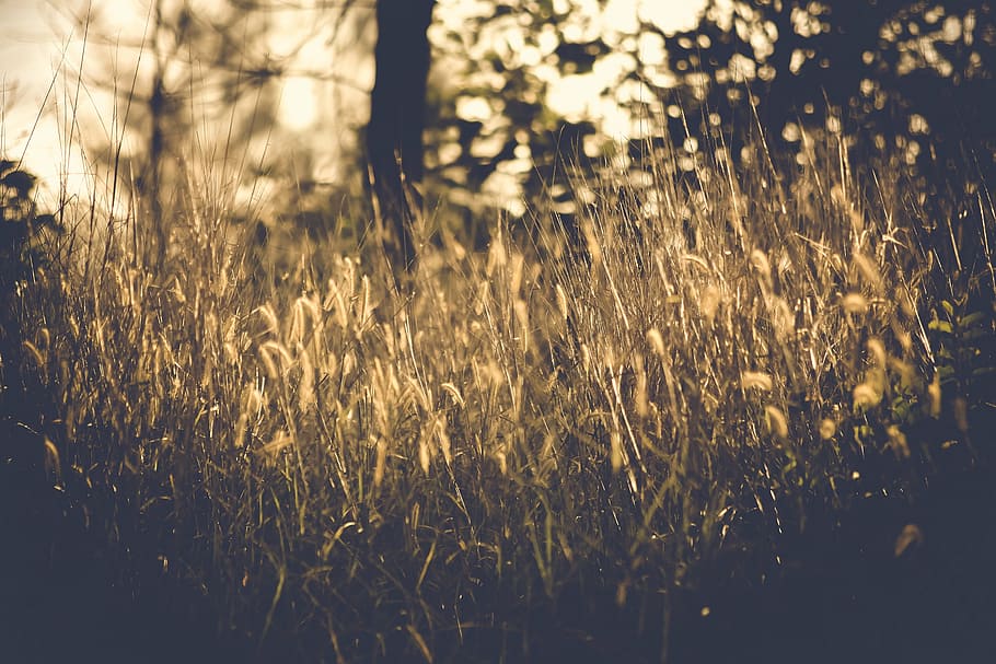 plants photo, grass, blur, outdoor, nature, plant, bokeh, trees, growth, agriculture