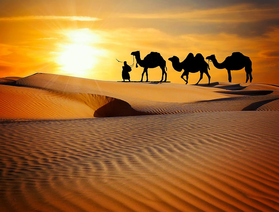 person, walking, three, camels, desert field, daytime, caravan, desert, safari, dune