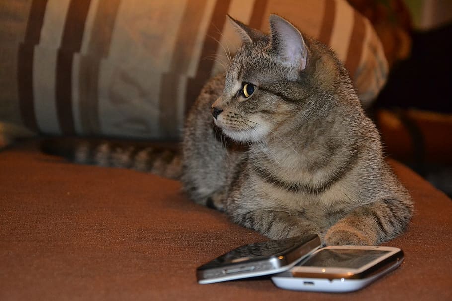 foto em close-up, cinza, gato malhado, gato, deitado, ao lado, dois, smartphones, gatinho, animal de estimação