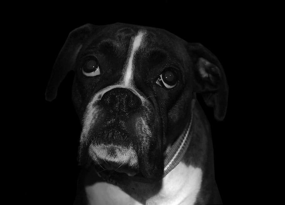 grayscale photography, boxer, dog, sad, breed, pet, animal, cute, domestic, canine