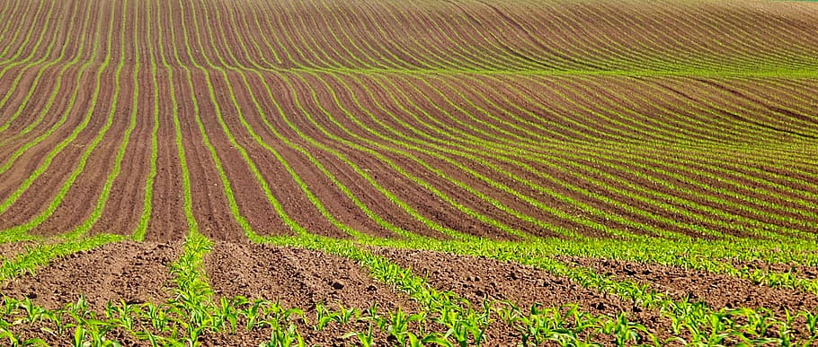 verde, marrom, sementeira, natureza, campo, agricultura, crescimento, paisagem, cena rural, terra