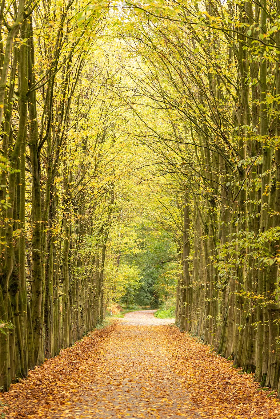 Avenida, otoño, árboles, camino, naturaleza, bosque, el camino a seguir, dirección, árbol, planta