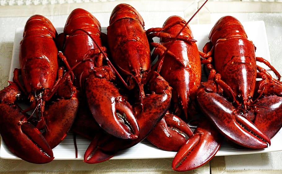 lobster, makan malam, makanan laut, makanan, segar, lezat, memasak, dimasak, cakar, direbus