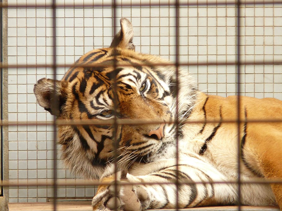 tigre de sumatra, tigre, jaula, cautiverio, zoológico, encarcelado, gato, depredador, peligroso, Temas de animales