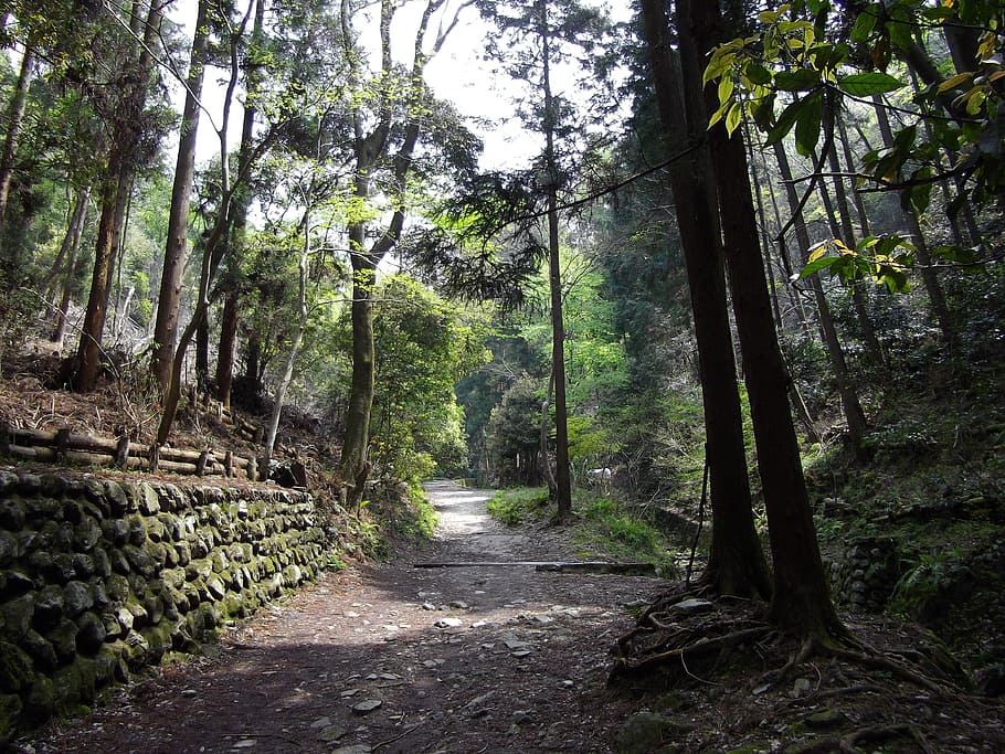 Japão, Floresta, Árvores, Bosques, Natureza, fora, caminho, faixa, trilha, pedras
