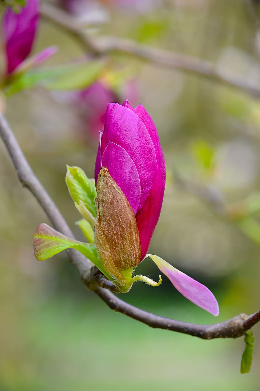 magnolia, mekar, musim semi, pink, putih, pohon, alam, tanaman hias, kuncup, magnoliengewaechs