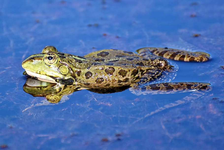 brown, frog, blue, surface, toad, water creature, pond, amphibian, eyes, animal