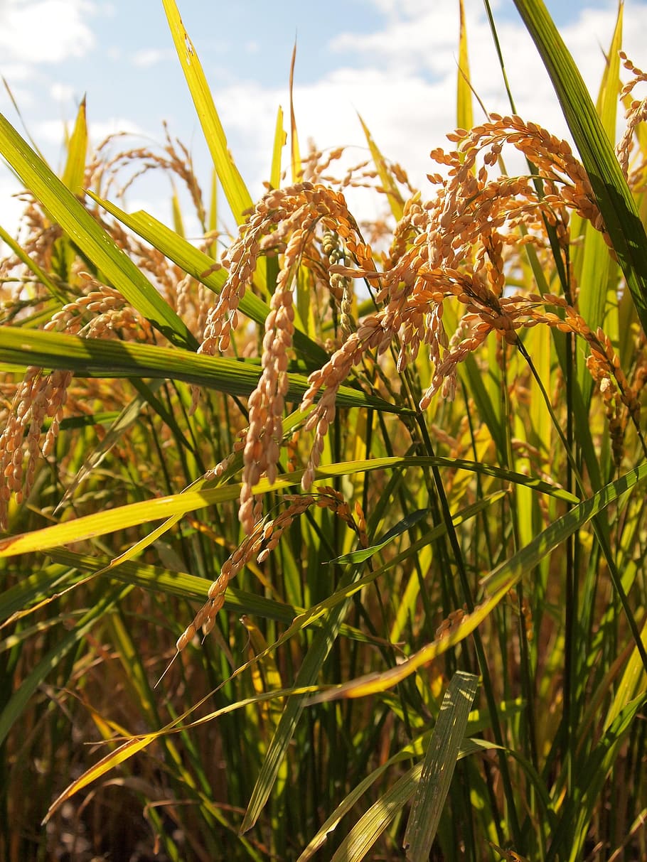 yamada's rice fields, ear of rice, agriculture, farmer, rice, grain, harvest, autumn, japan, natural