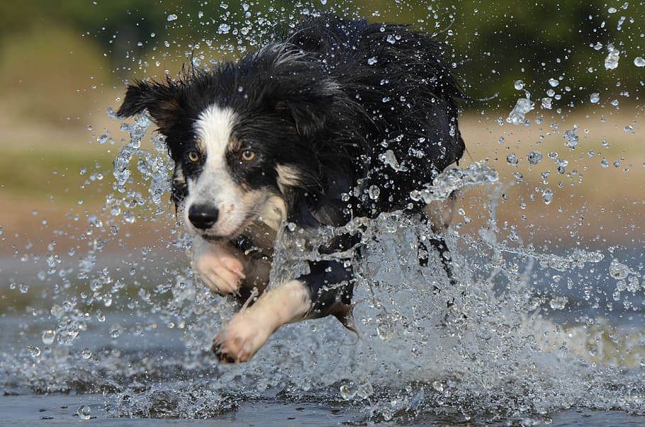 Border Collie, Jump, Water, british sheepdog, summer, dog, splashing, pets, running, canine