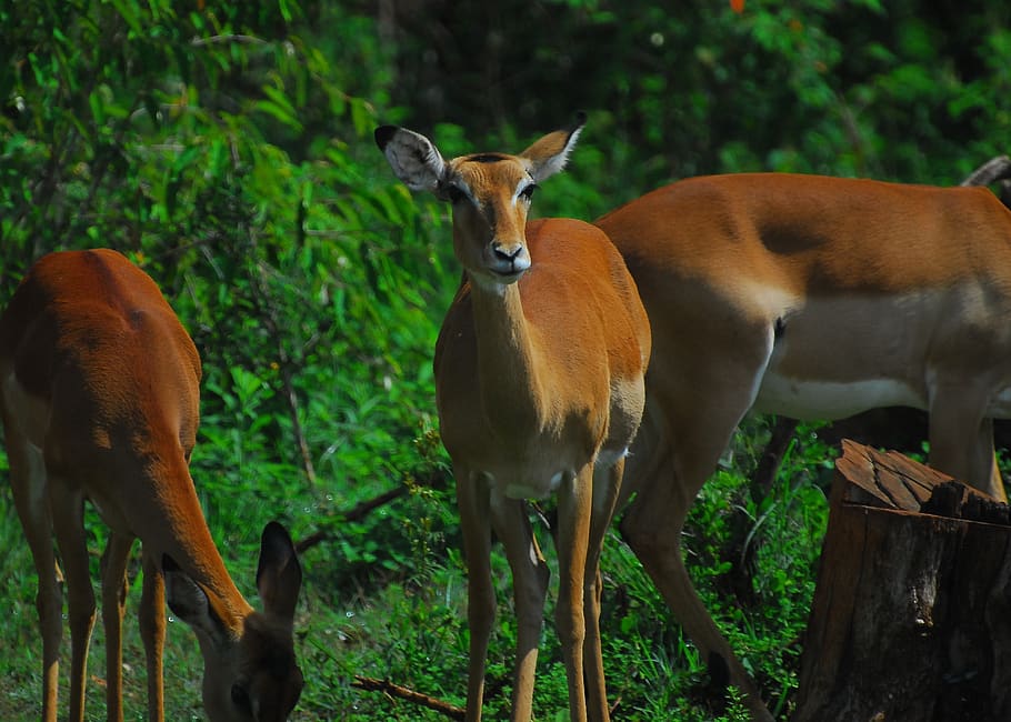 impala, antelope, nature, africa, nairobi, nairobi national park, biodiversity, animal behavior, wilderness, conservation