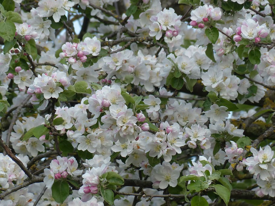 isi, bingkai fotografi, putih, bunga, Apple Blossom, Apple Tree, blossom, bloom, pink, cabang