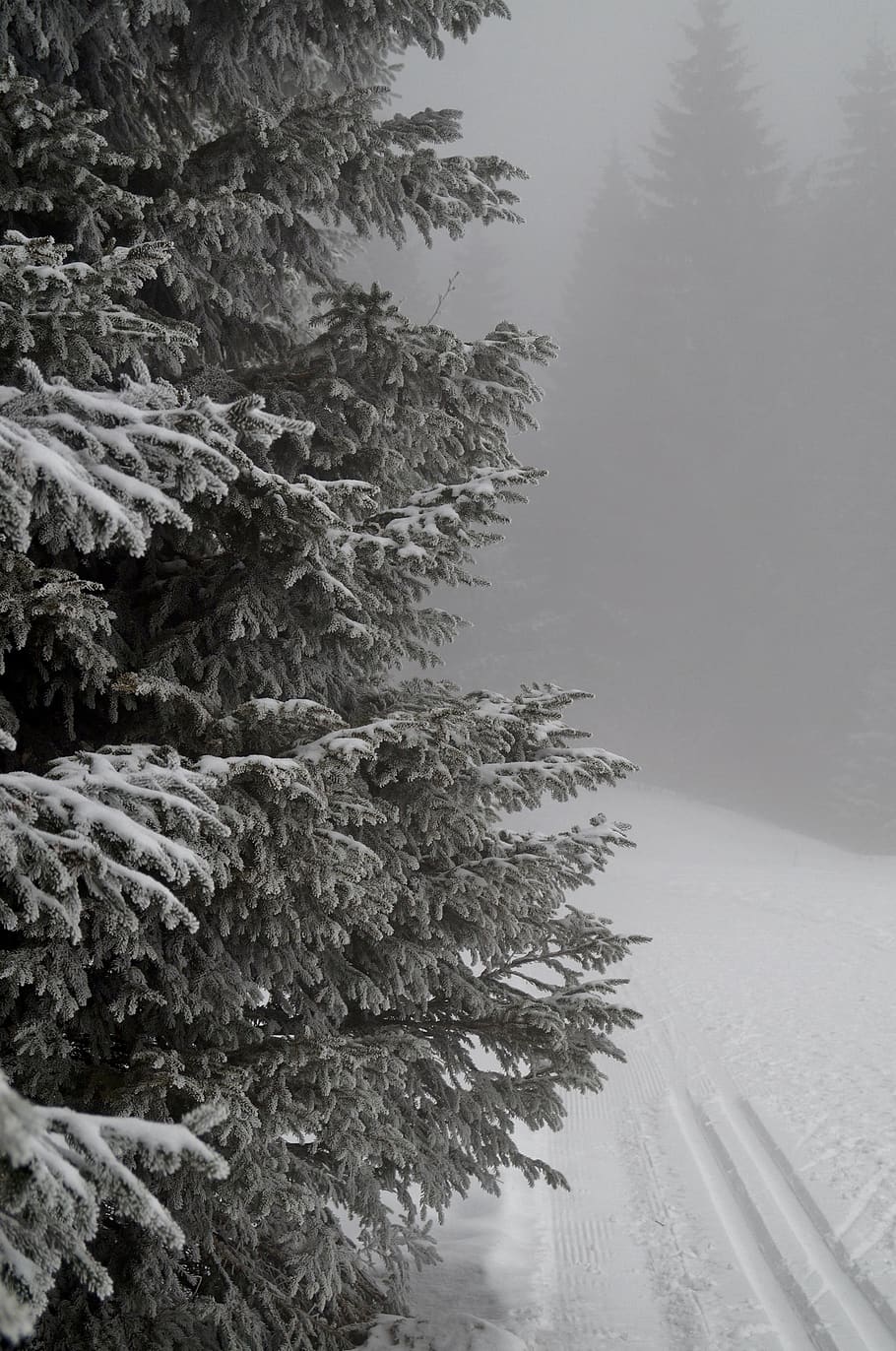 inverno, nevoeiro, ramos, gelo, caminho, esqui cross-country, agulhas, pista, pista de corrida, árvore