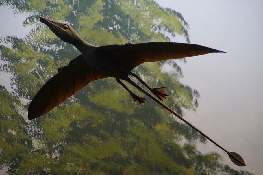 pterosaurus, replika, pameran, museum sejarah alam, dinosaurus, urtier, dino, zaman prasejarah, hagbard, kadal