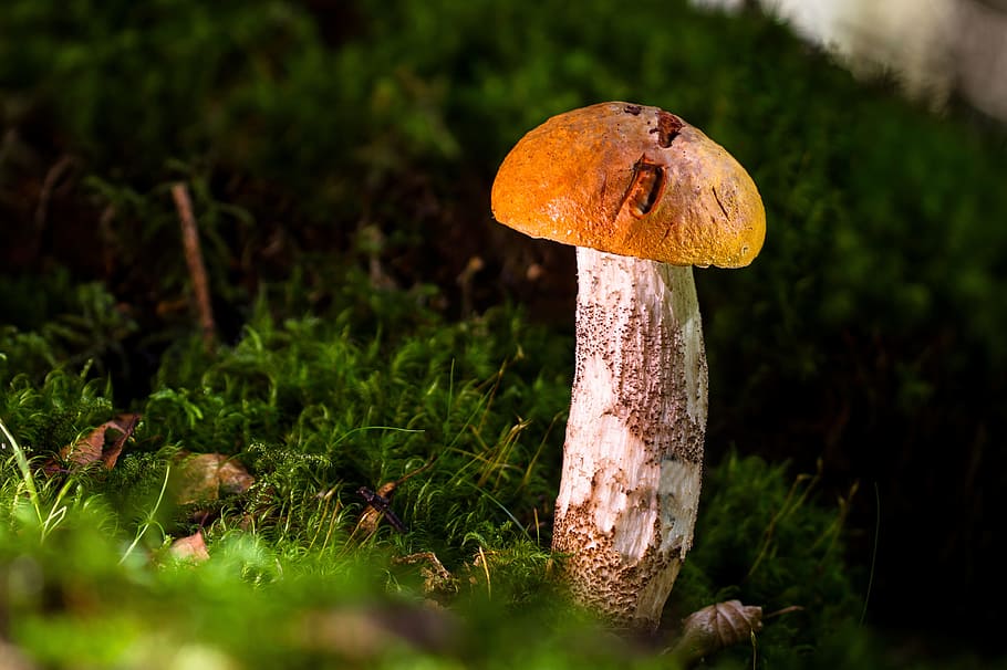 brown, white, mushroom, birch mushroom, edible, noble rot, delicacy, forest, fungus, vegetable