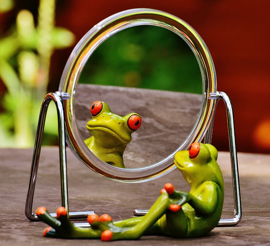 tree frog, facing, mirror, frog, mirror image, mirroring, cute, funny, fun, figure
