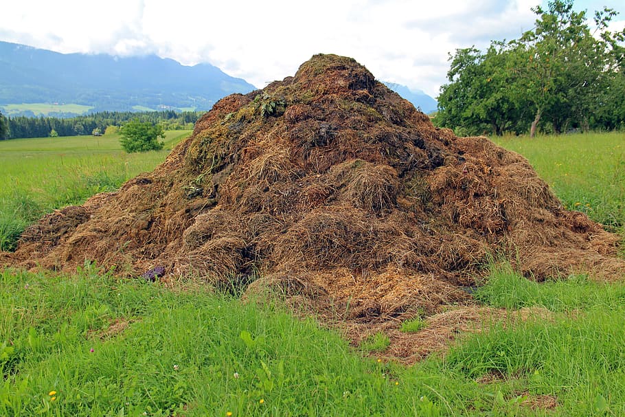 lump of soil, dung, compost heap, rallying point, crap, waste, farm, landscape, agriculture, plant