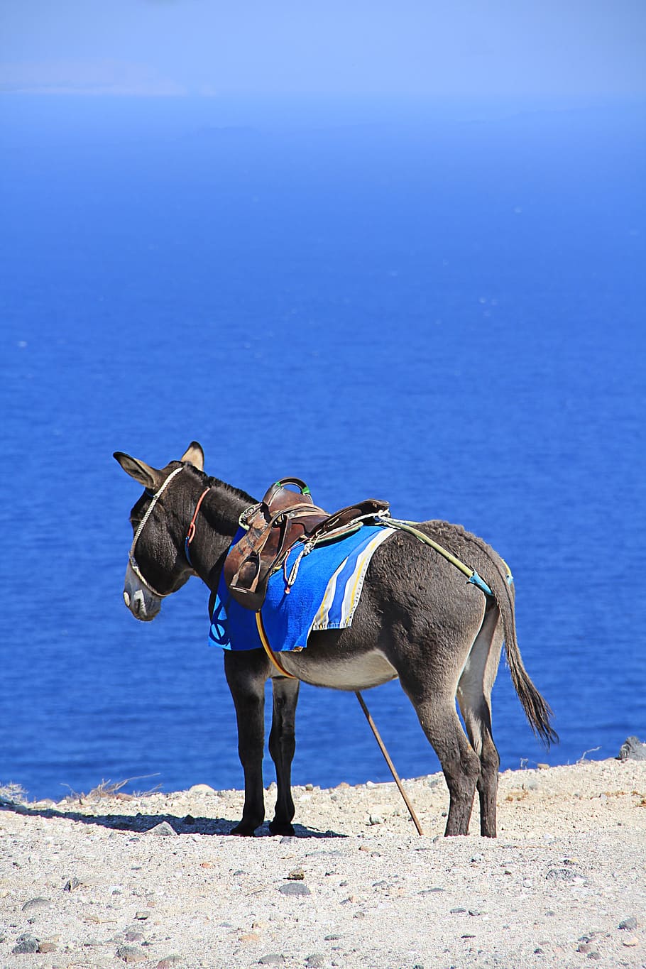 cinza, burro, em pé, praia, mar, grécia, santorini, férias, vista para o mar, temas animais