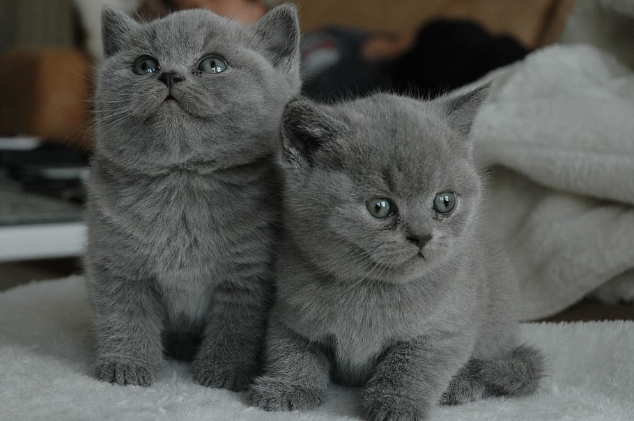 two, short-coated, grey, kittens, photography, gray, cats, young cat, cat, pet