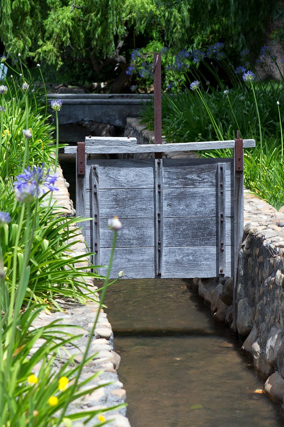 Sluice Gate, Water, Rill, Irrigation, control, agapanthus, stellenbosch, plant, outdoors, day