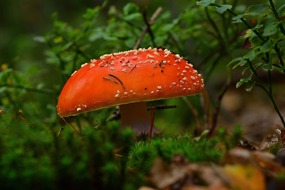 forest, mushroom, fly agaric, close up, nature, plant, fungus, food, vegetable, growth