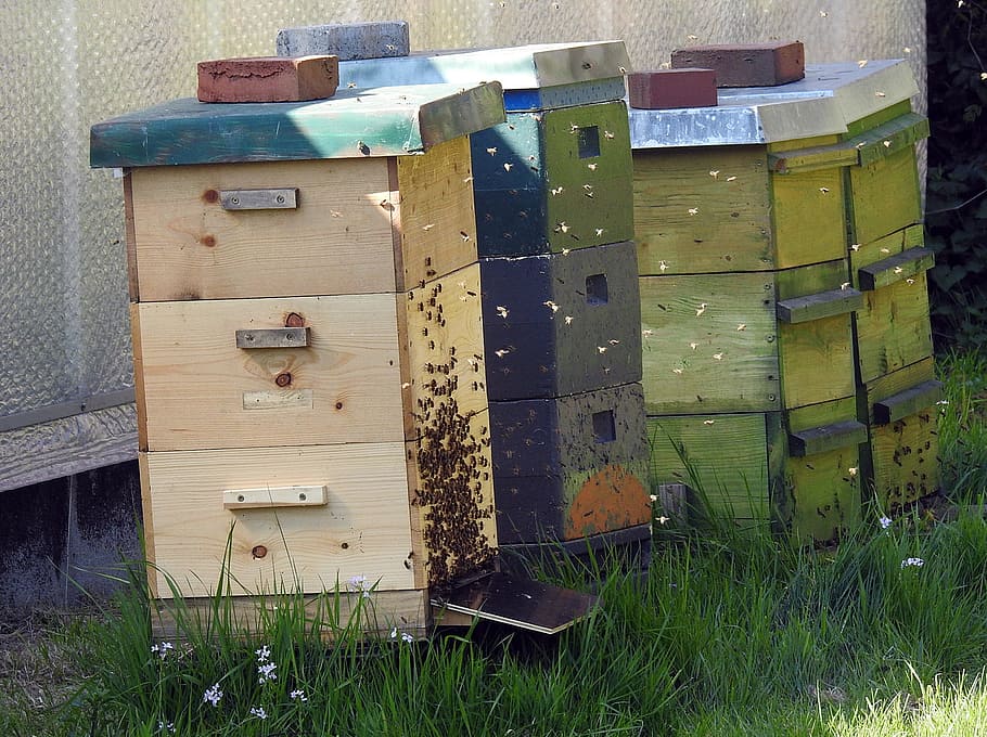 Apicultor, colmenas de abejas, apicultura, abejas, insecto, colmena, enjambre, panales de miel, abeja, miel