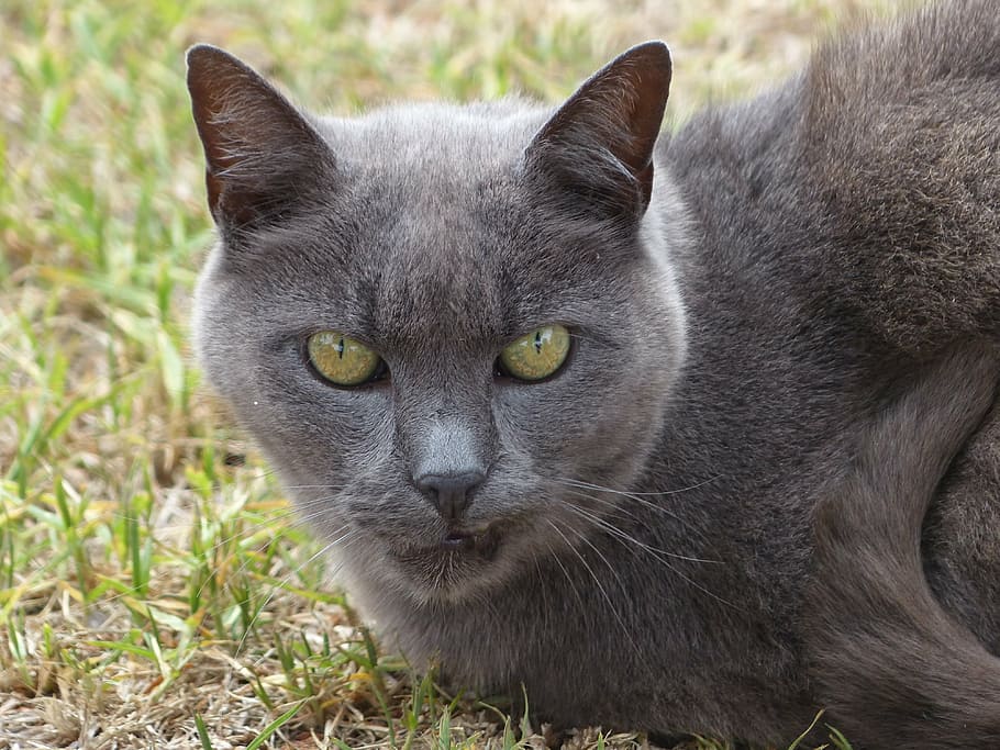 grey cat, cat, feline, pet, puss, close up, kitty, domestic, animal, domestic Cat