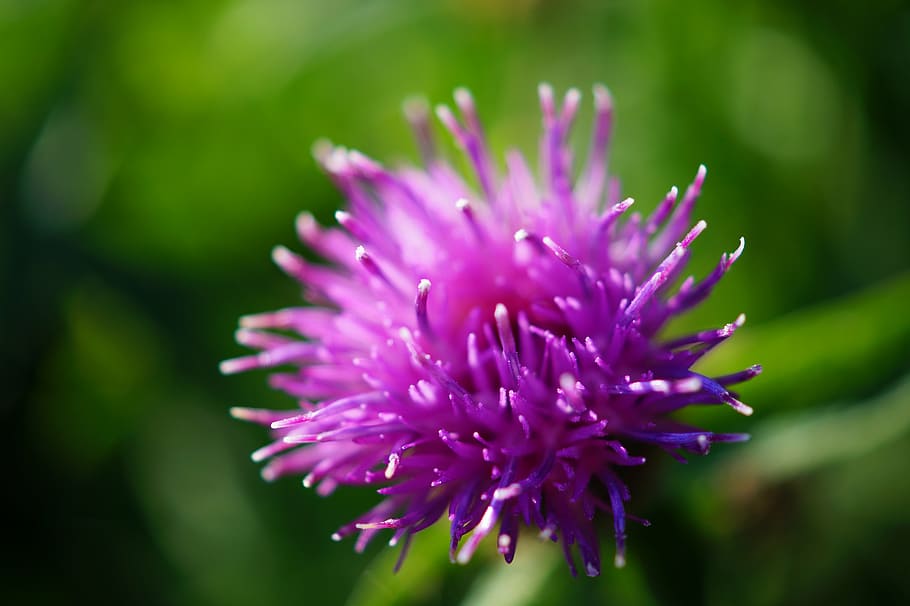 bokeh photography, purple, flower, violet, petal, bloom, garden, plant, nature, autumn