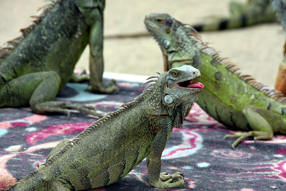 iguana, lizard, green, exotic, reptile, animal, animal themes, vertebrate, focus on foreground, animal wildlife