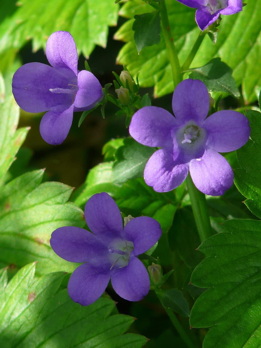 bellflower, bunga, mekar, biru, violet, kecil, tanaman, campanula, tanaman berbunga, daun bunga