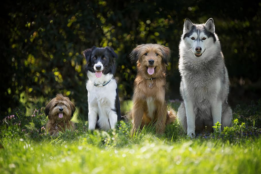 cães, cachorro, border collie, animal de estimação, estilo cachorrinho, maltês, retrato animal, husky, cão, grupo de animais