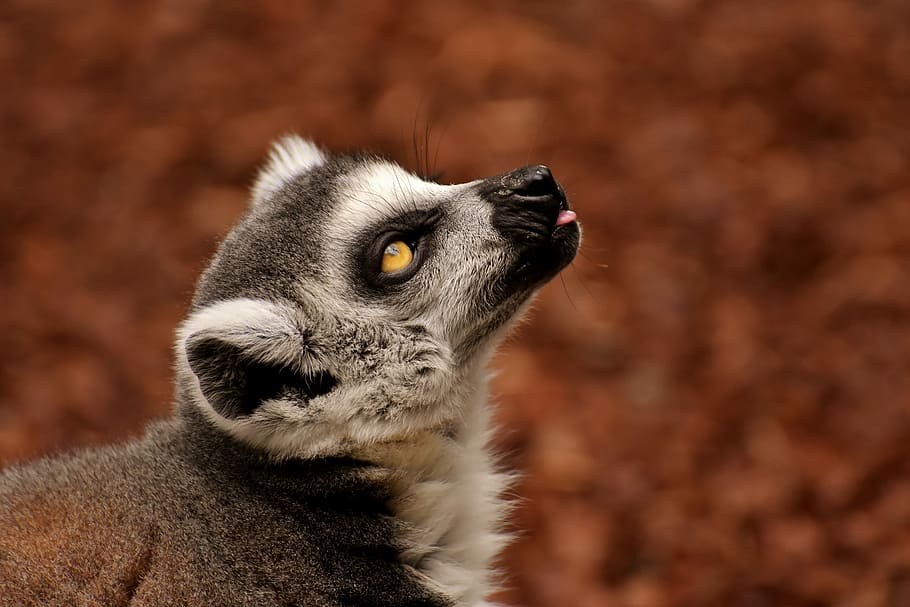 focus photography, animal, monkey, lemur, cute, zoo, äffchen, sweet, animal world, tierpark hellabrunn