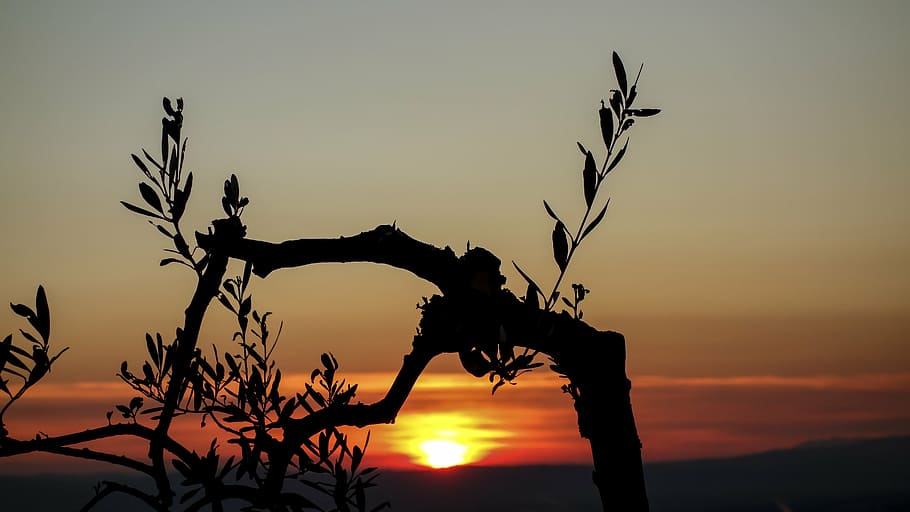 silhouette of tree, sunset, olive tree, branches, nature, olive branch, landscape, sun, back light, sky