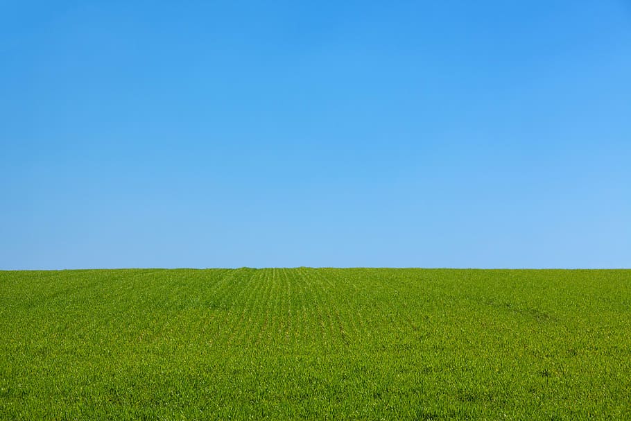 green grass field, background, blue, clean, clear, day, field, dom, grass, green