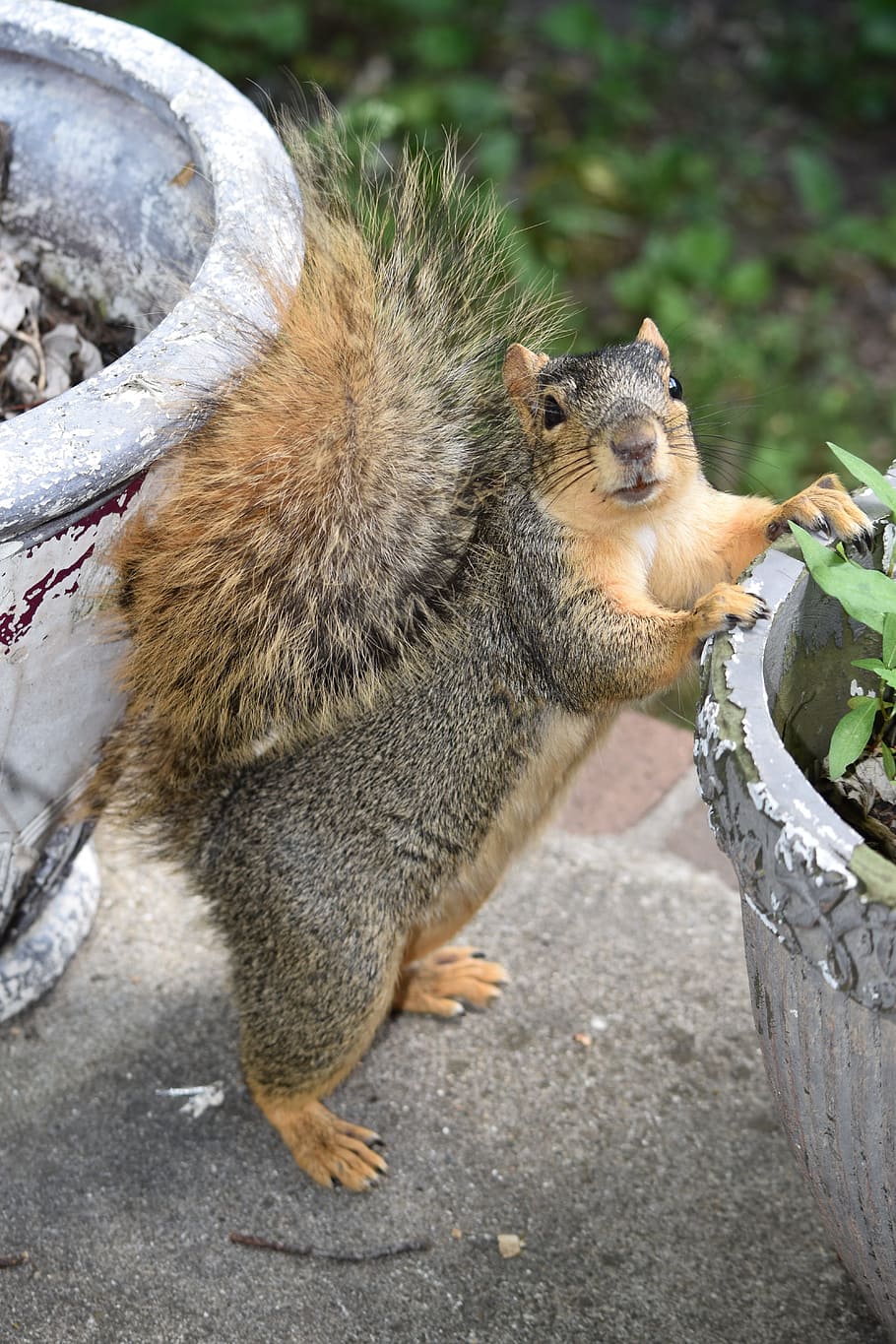 Squirrel, Furry, Animal, Fluffy, Brown, outdoor, kecil, ingin tahu, lucu, musim panas