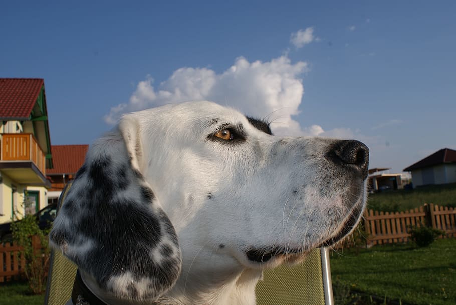 adult dalmatian outdoor, view, dog, animal, friend, pet, sublime, sit, pets, one animal