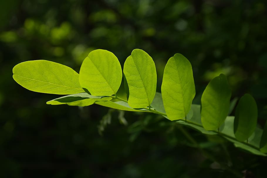 leaves, green, tree, shine through, shades of green, light, light green, dark green, common maple, robinia pseudoacacia