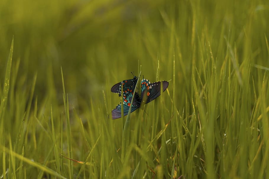 two, butterflies fornicating, grass field, butterfly, insect, nature, green, grass, field, farm