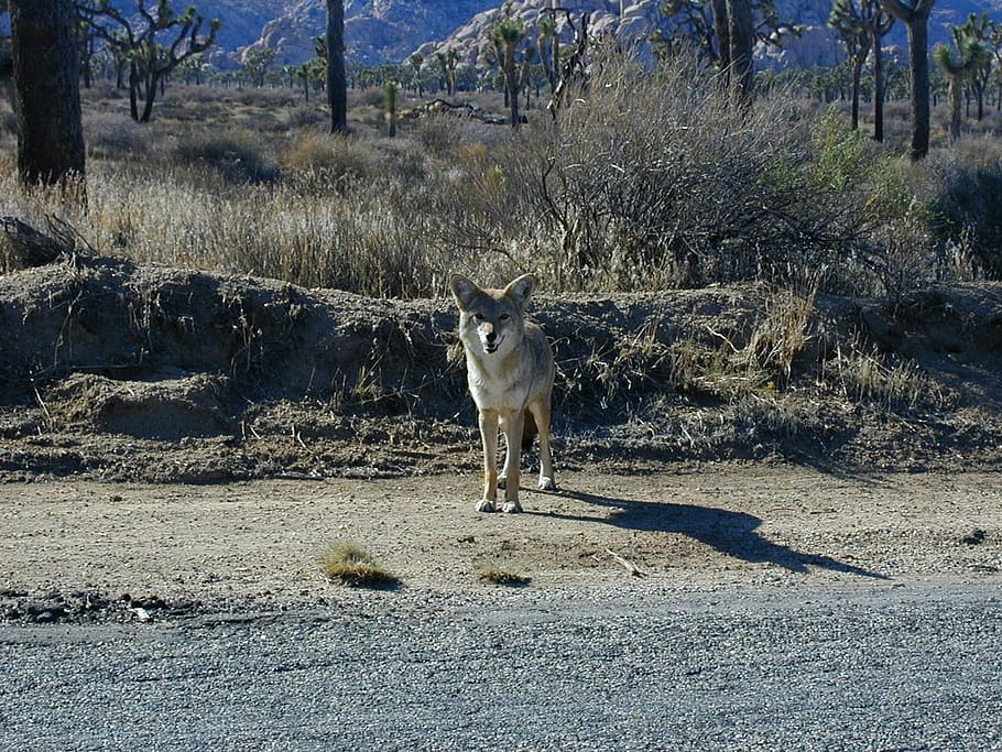 white, wolf, standing, gray, sand, daytime, coyote, prairie wolf, steppenwolf, wild dog