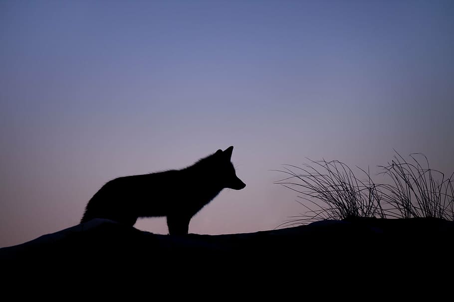 wolf, standing, grass, silhouette, animals, wolves, land, sky, gradient, pink