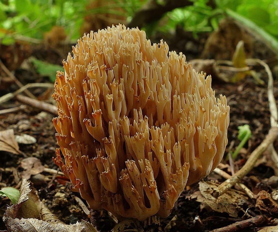 coral fungus, mushroom, nature, toadstool, environment, forest floor, autumn, forest, close-up, growth