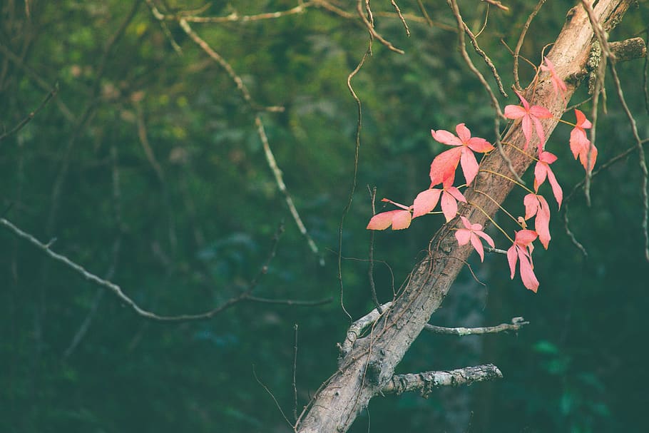 pink, leaves, vine, plant, trees, nature, forest, branch, wood, tree