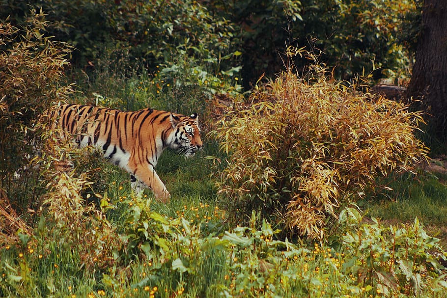 tiger, big cat, cat, animal, zoo, wildcat, feline, mammal, carnivore, predator