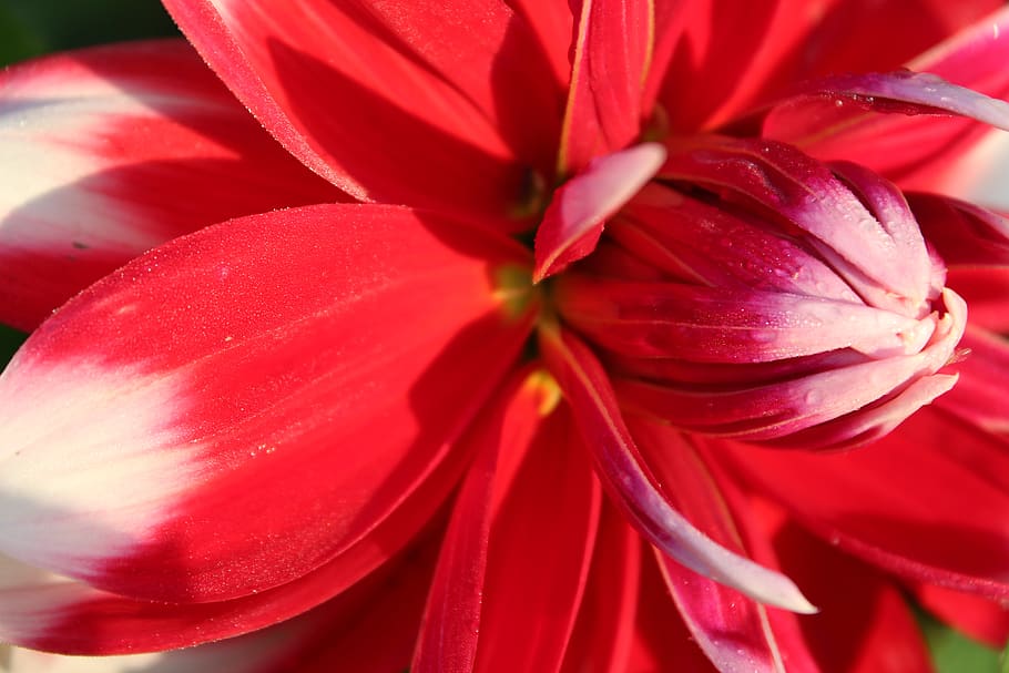 dahlia, red flower, close up, petals, bloom, blossom, white spots, flora, garden, flowering plant