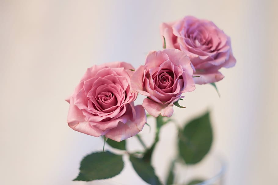 three pink roses, flower, rose, petal, bouquet, plant, love, give, wedding, nature