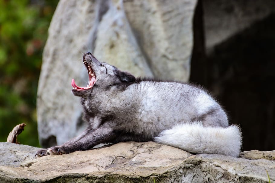 arctic fox, fur, animal, zoo, wild animal, predator, nature, rest, tired, sleep